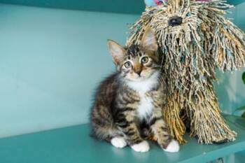 Peanut -  Domestic Long Hair and Domestic Short Hair Cat for Adoption in San Antonio, Texas - Peanut | PetCurious