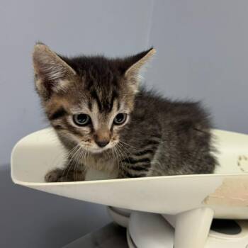 Sonic -  Domestic Short Hair Cat for Adoption in Columbus, Georgia - Sonic | PetCurious