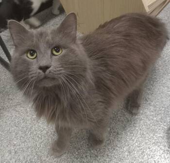 Domestic Long Hair Cats Available for Adoption in Huntington, Indiana - Hemlock | PetCurious