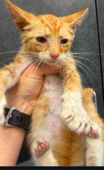Sir Purr -  Domestic Short Hair Cat for Adoption in Henderson, North Carolina - Sir Purr | PetCurious