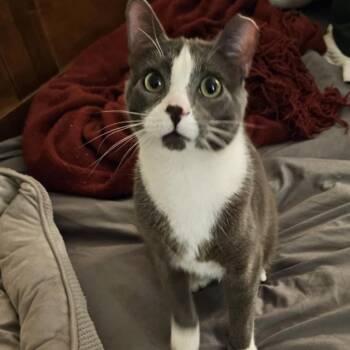 Rescue Domestic Short Hair Cats for Adoption in Reisterstown, Maryland - Marcario Aka Maui | PetCurious