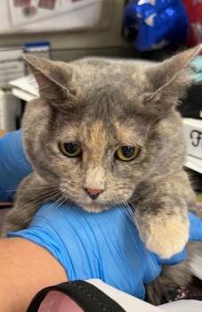 Domestic Short Hair Cats Available for Adoption in Sherwood, Arkansas - Zoey Lynn | PetCurious