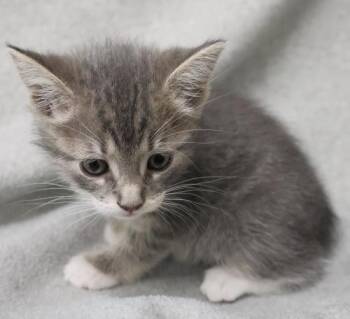 Butterfly -  Domestic Short Hair Cat for Adoption in Thief River Falls, Minnesota - Butterfly | PetCurious