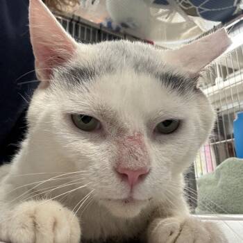 Rescue Domestic Short Hair Cats for Adoption in New York, New York - Cat Damon | PetCurious