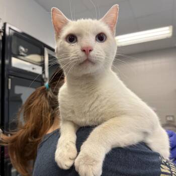 Domestic Short Hair Cats Available for Adoption in Kearney, Nebraska - Kilo | PetCurious