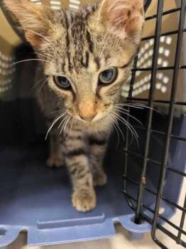 Long Live Dolly -  Domestic Short Hair Cat for Adoption in Kansas City, Missouri - Long Live Dolly | PetCurious