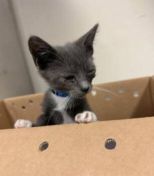 CHEVY -  Domestic Short Hair Cat for Adoption in Long Beach, California - CHEVY | PetCurious