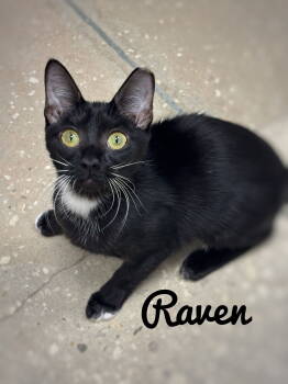 Rescue American Shorthair Cats for Adoption in Longwood, Florida - Raven | PetCurious