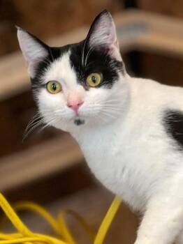 Kitler -  Domestic Short Hair Cat for Adoption in Cromwell, Kentucky - Kitler | PetCurious