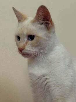 Persia -  Siamese Cat for Adoption in Pinole, California - Persia | PetCurious
