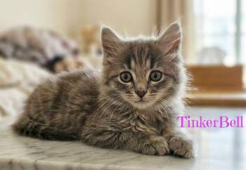 TinkerBell *kitten* -  Domestic Long Hair Cat for Adoption in Culpeper, Virginia - TinkerBell *kitten* | PetCurious