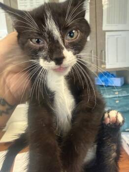Erma -  Domestic Short Hair Cat Available for Adoption in Columbia, Tennessee - Erma | PetCurious