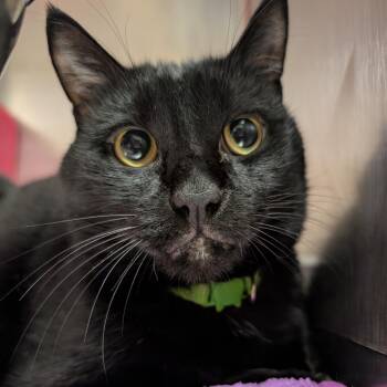 Grizzly -  Domestic Short Hair Cat for Adoption in Titusville, Florida - Grizzly | PetCurious