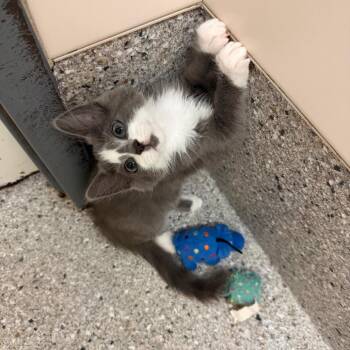 Kenickie -  Domestic Short Hair Cat for Adoption in Detroit Lakes, Minnesota - Kenickie | PetCurious