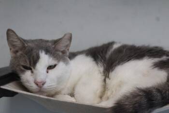 Dew -  Domestic Short Hair Cat for Adoption in Chestertown, Maryland - Dew | PetCurious