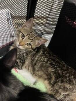 A377416 -  Domestic Short Hair Cat for Adoption in Stockton, California - A377416 | PetCurious