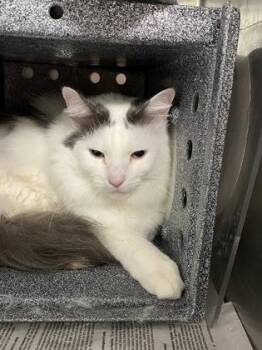 Domestic Short Hair Cats Available for Adoption in Daytona Beach, Florida - Stefon | PetCurious