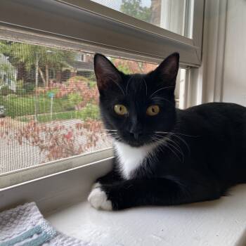 Rescue Domestic Short Hair Cats for Adoption in St. Louis, Missouri - Mama | PetCurious