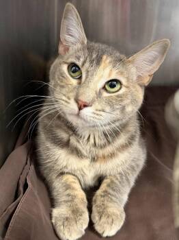 Domestic Short Hair Cats Available for Adoption in Pomona, New York - Gata | PetCurious