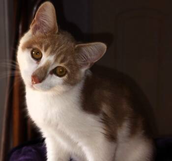 Theo -  Domestic Short Hair Cat for Adoption in Hamilton, Ontario - Theo | PetCurious