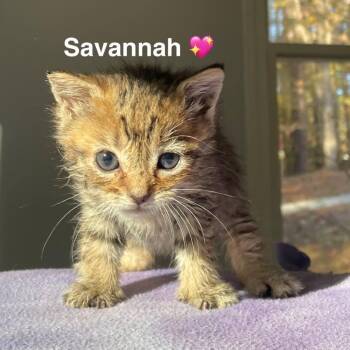 Domestic Short Hair Cats Available for Adoption in Peachtree City, Georgia - Savannah | PetCurious