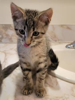 Rescue Domestic Short Hair Cats for Adoption in Newberg, Oregon - Artemis | PetCurious