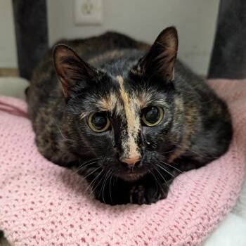 Zita -  Domestic Short Hair and Mixed Breed Cat for Adoption in Titusville, Florida - Zita | PetCurious