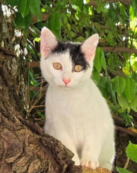 Rescue Domestic Short Hair Cats for Adoption in Knoxville, Tennessee - Missy | PetCurious