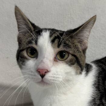 Frog -  Domestic Long Hair Cat for Adoption in Auburn, Nebraska - Frog | PetCurious