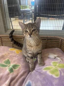 Calliope -  Domestic Short Hair Cat for Adoption in Kalamazoo, Michigan - Calliope | PetCurious