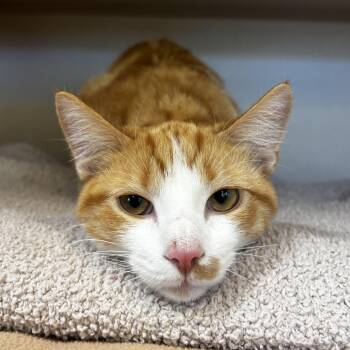 Becker -  Domestic Short Hair Cat for Adoption in Eatontown, New Jersey - Becker | PetCurious