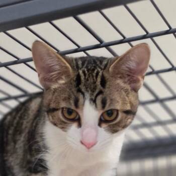 Domestic Short Hair Cats Available for Adoption in Muncie, Indiana - Sprinkler | PetCurious