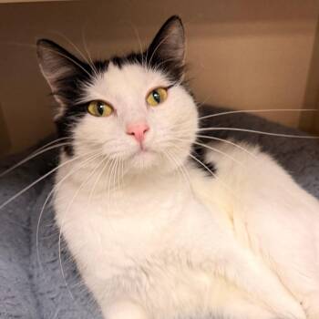 Fallon -  Domestic Short Hair Cat for Adoption in Pagosa Springs, Colorado - Fallon | PetCurious