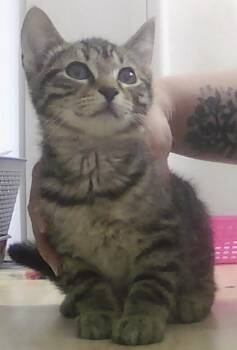 Starling -  Domestic Short Hair Cat for Adoption in Dayton, Minnesota - Starling | PetCurious