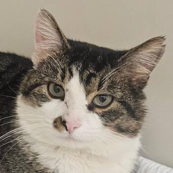 Domestic Short Hair Cats Available for Adoption - Colter | PetCurious