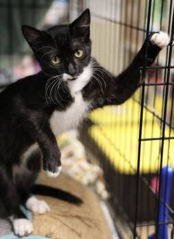 Rescue Domestic Short Hair Cats for Adoption in Hastings, Minnesota - Marnie | PetCurious