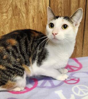Beth -  Domestic Short Hair Cat for Adoption in Linden, New Jersey - Beth | PetCurious