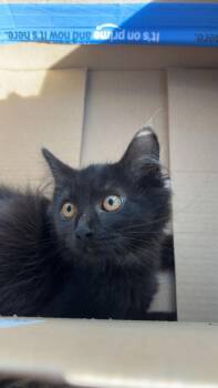 Salem -  Domestic Long Hair Cat for Adoption in Heber City, Utah - Salem | PetCurious