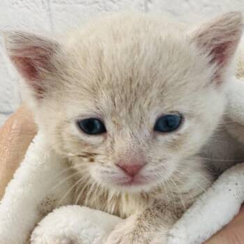 Waverly -  Domestic Short Hair Cat for Adoption in Harrisonburg, Virginia - Waverly | PetCurious