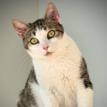 Antoinette -  Domestic Short Hair Cat for Adoption in Mcdonough, Georgia - Antoinette | PetCurious