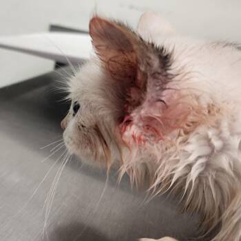 Puddles -  Domestic Short Hair Cat for Adoption in Charleston, West Virginia - Puddles | PetCurious