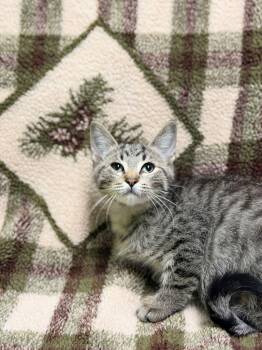 Leafeon -  Domestic Short Hair Cat for Adoption in Jackson, Michigan - Leafeon | PetCurious