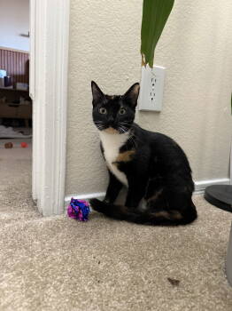 Rescue Domestic Short Hair Cats for Adoption in Herndon, Virginia - Willow | PetCurious