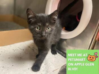 Domestic Short Hair Cats Available for Adoption in Fort Wayne, Indiana - CINNAMON TOAST CRUNCH | PetCurious