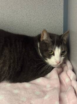 Toffee Almond -  Domestic Short Hair Cat for Adoption in Liverpool, New York - Toffee Almond | PetCurious