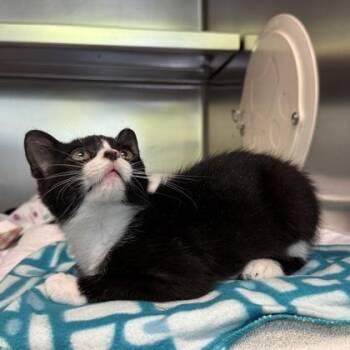 Nabs -  Domestic Short Hair Cat for Adoption in Richmond, Virginia - Nabs | PetCurious