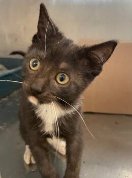 Rescue Domestic Short Hair Cats for Adoption in Bossier City, Louisiana - Titian | PetCurious