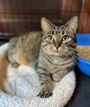 Domestic Short Hair Cats Available for Adoption - Faux | PetCurious