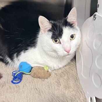 Domestic Short Hair Cats Available for Adoption - Belty Boy | PetCurious