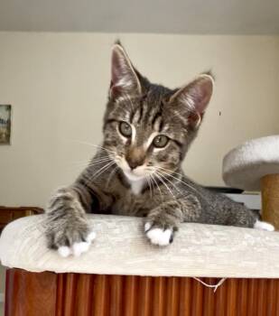 Rescue Maine Coon and Domestic Short Hair Cats for Adoption in San Anselmo, California - Penelope | PetCurious